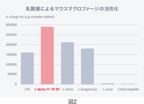 乳酸菌によるマウスマクロファージの活性化