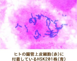ヒトの腸管上皮細胞（赤）に付着しているHSK201株（青）