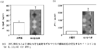 老化促進モデルマウスの脾臓細胞が産生するサイトカイン量